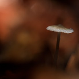 Paddenstoelen fotografie