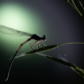 Macrofotografie gevorderden