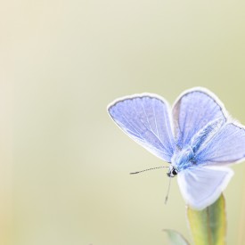 Macrofotografie beginners