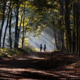 Workshop bosfotografie